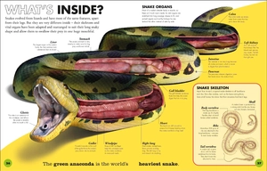 everything you need to know about snakes - and other scaly reptiles