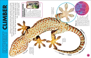 everything you need to know about snakes - and other scaly reptiles