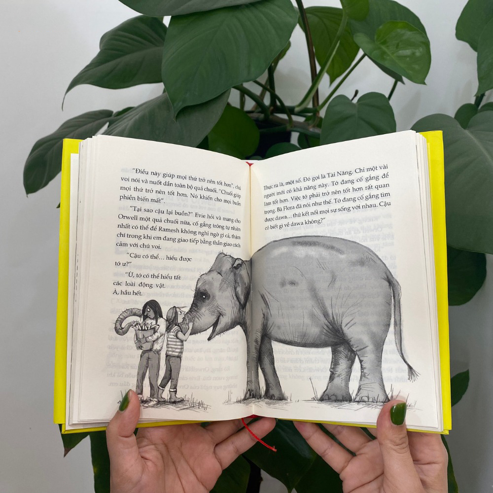 evie và biệt tài bí mật