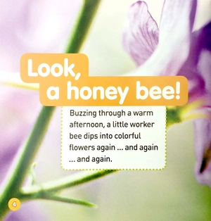 explore my world: honey bees