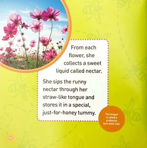 explore my world: honey bees