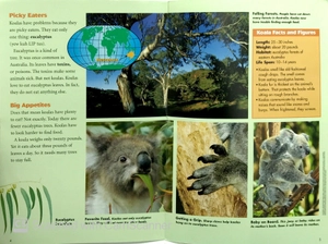 explorer books (pioneer science: animals): koalas