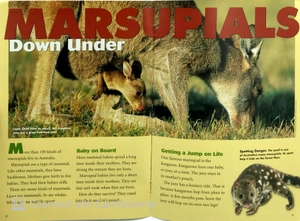 explorer books (pioneer science: animals): koalas