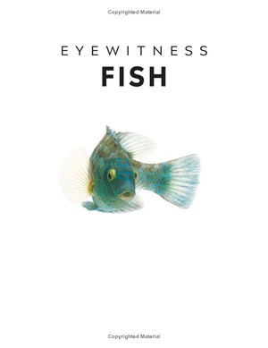 eyewitness - fish