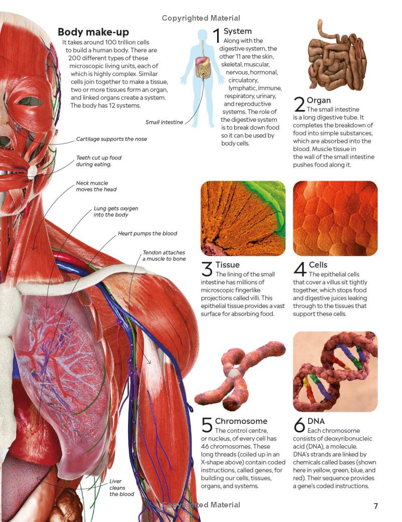 Eyewitness - Human Body
