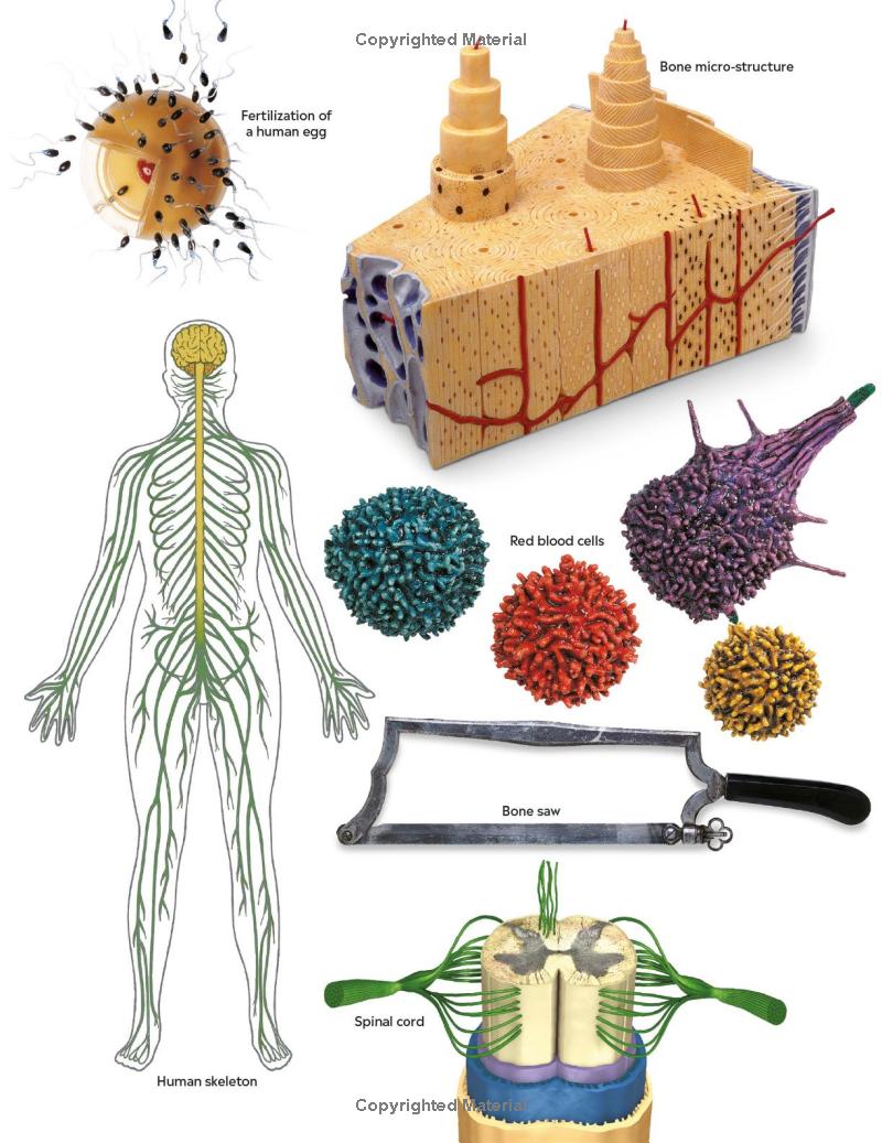 Eyewitness - Human Body