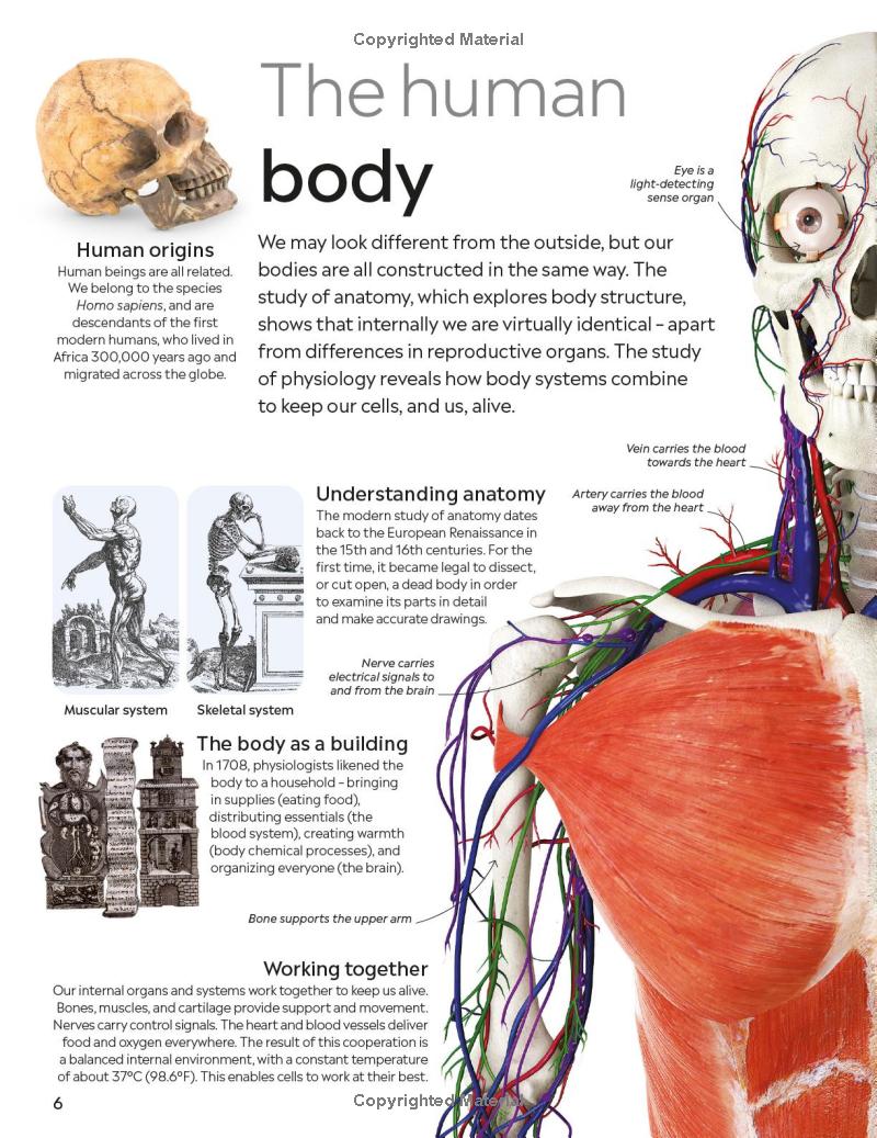Eyewitness - Human Body