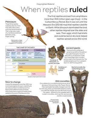eyewitness - reptile