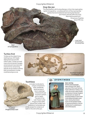 eyewitness - reptile