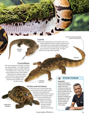 eyewitness - reptile