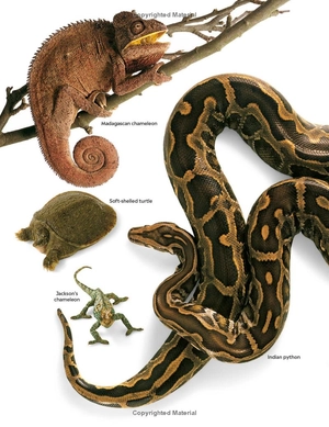 eyewitness - reptile