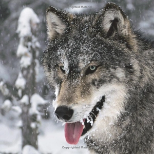 face to face with wolves