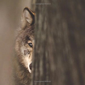 face to face with wolves