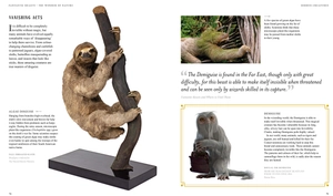 fantastic beasts: the wonder of nature - amazing animals and the magical creatures of harry potter and fantastic beasts