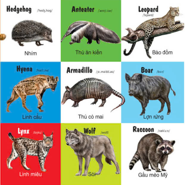 first 100 animals - 100 từ đầu tiên về các loại động vật