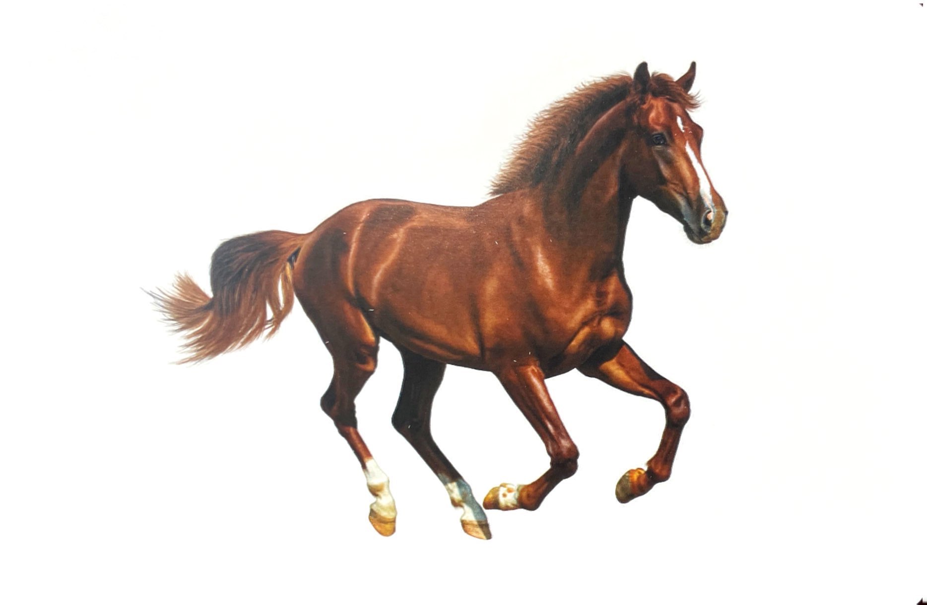 flash card tiếng anh - domestic animals (động vật nuôi) (tái bản 2023)