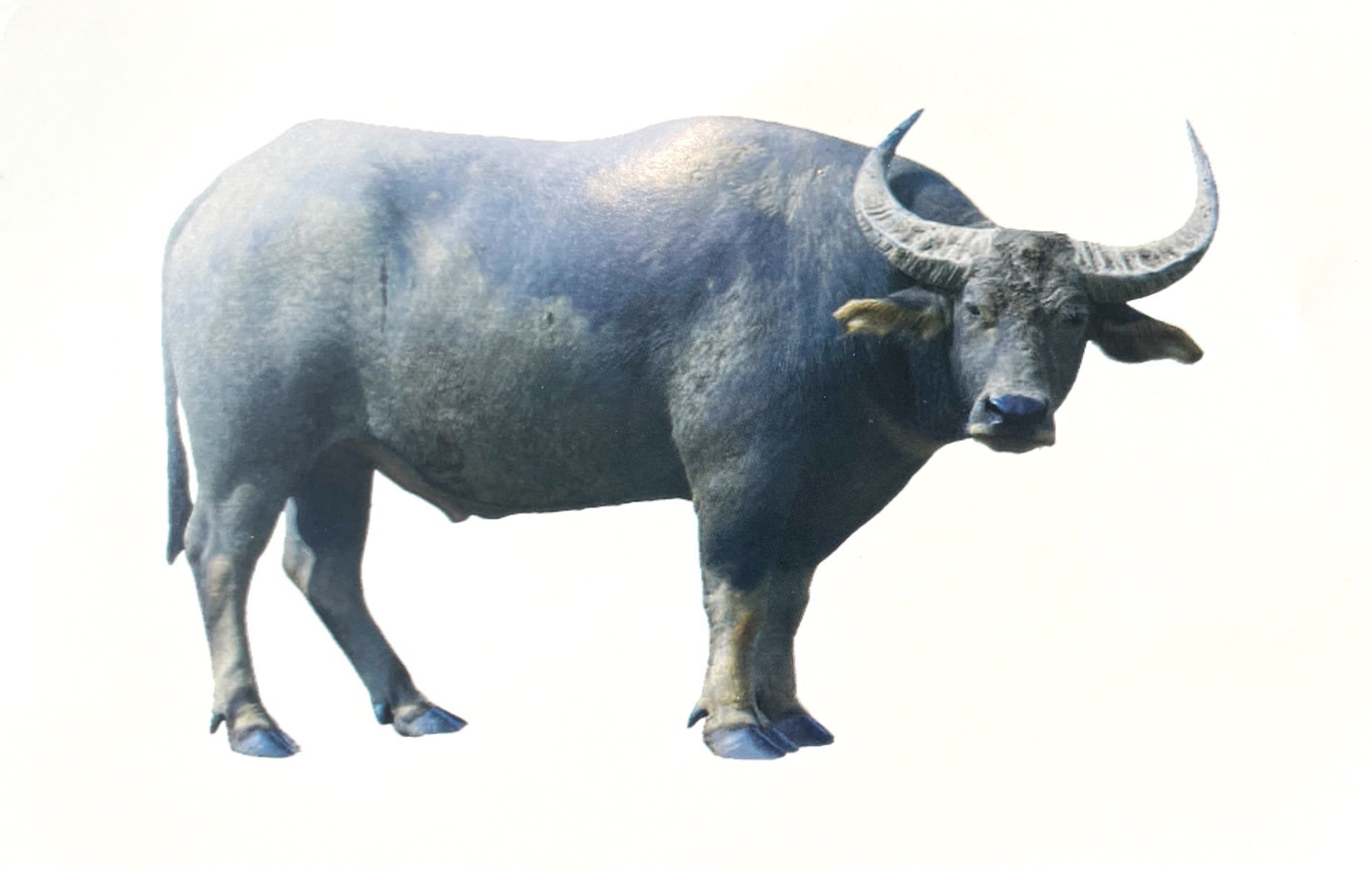 flash card tiếng anh - domestic animals (động vật nuôi) (tái bản 2023)