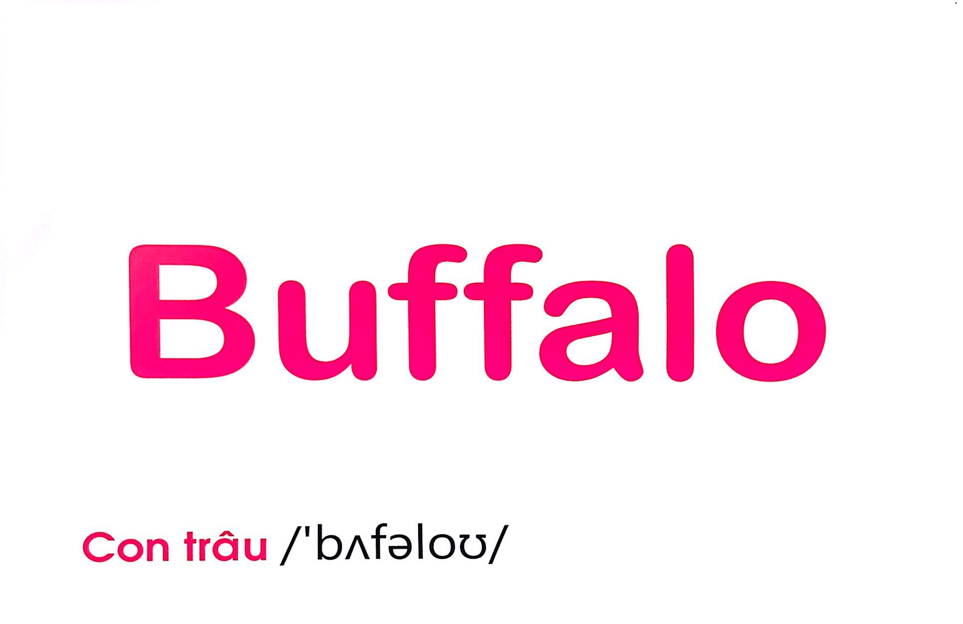 flash card tiếng anh - domestic animals (động vật nuôi) (tái bản 2023)