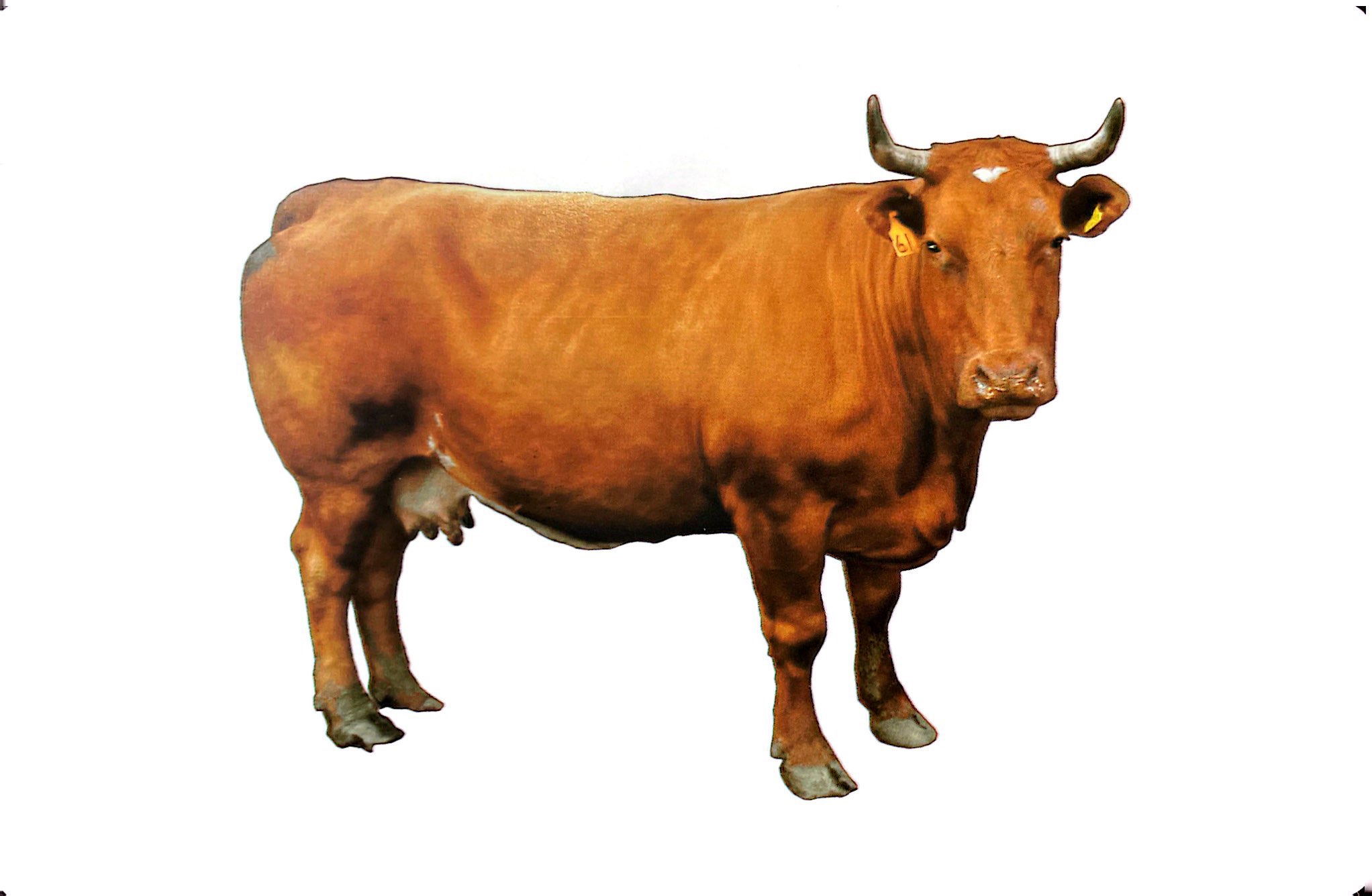 flash card tiếng anh - domestic animals (động vật nuôi) (tái bản 2023)