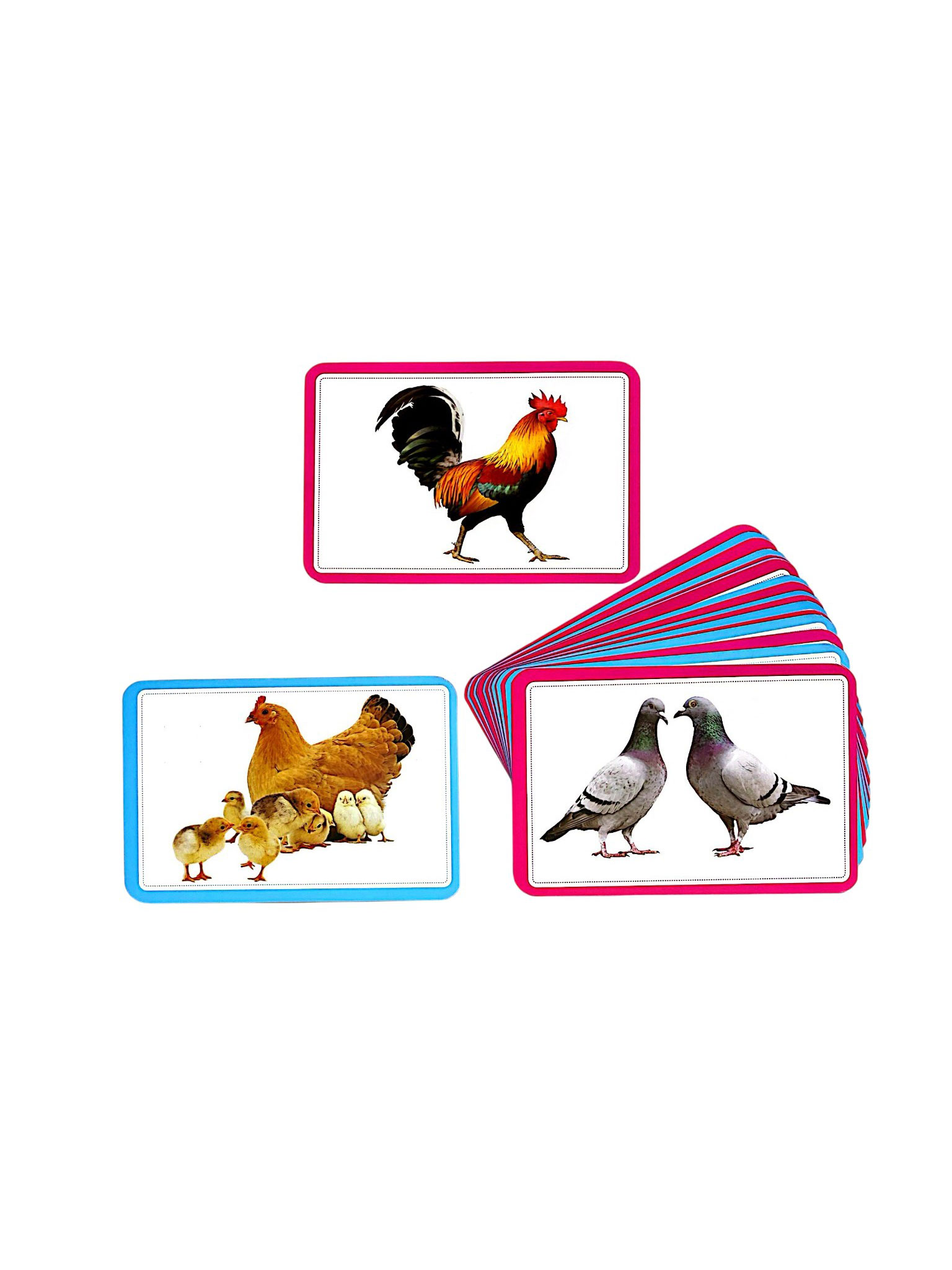 Flashcard - Bộ Thẻ Vật Nuôi - Domestic Animals - Song Ngữ Việt-Anh (Tái Bản 2026) - Ảnh 3
