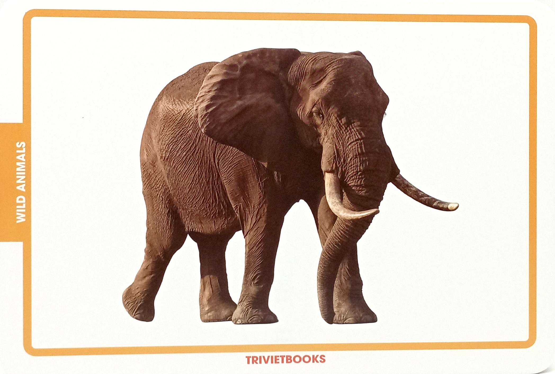 flashcard động vật hoang dã - wild animals