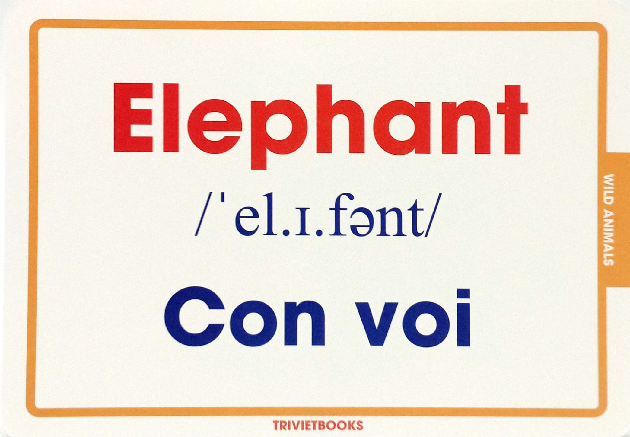 flashcard động vật hoang dã - wild animals