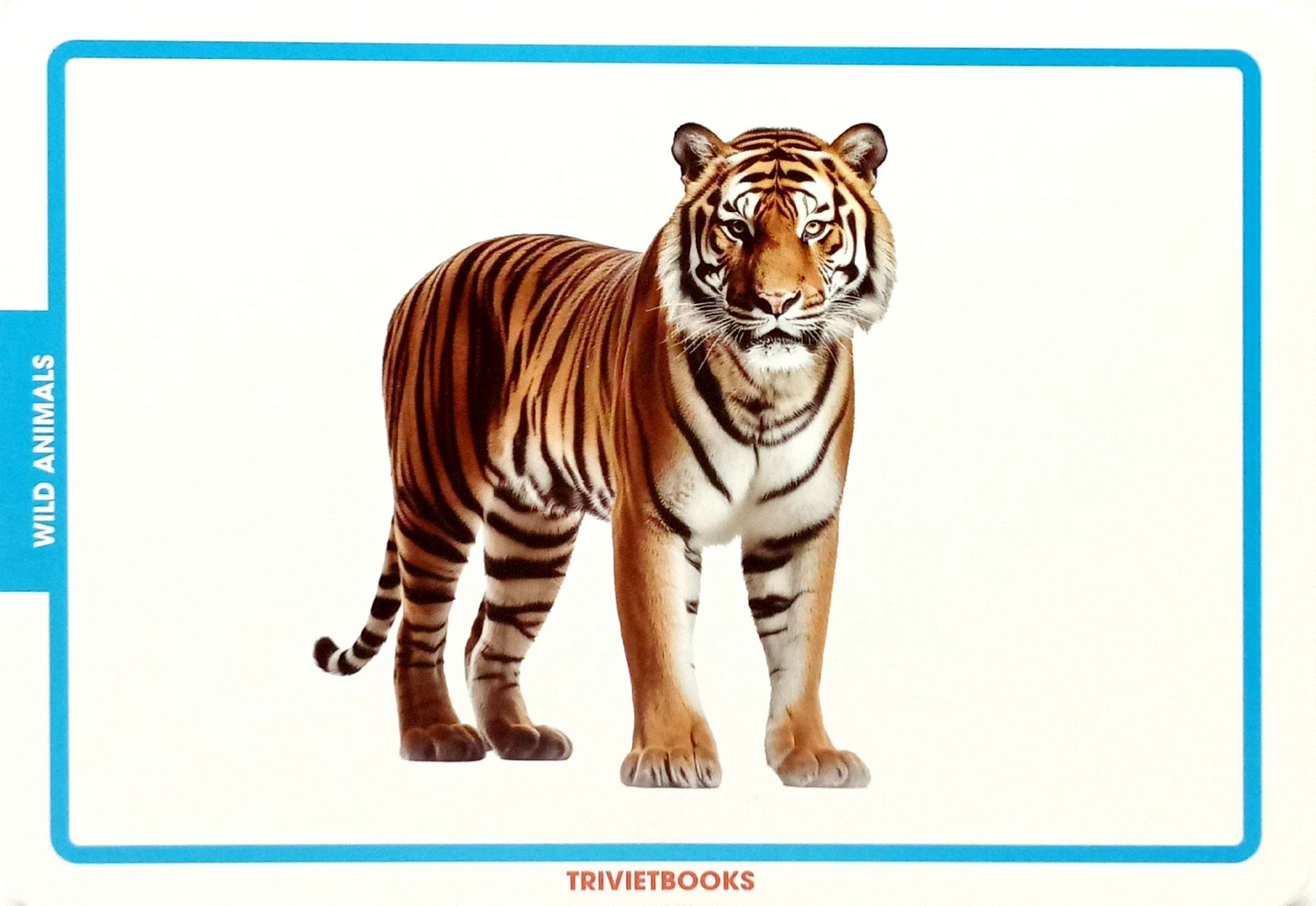 flashcard động vật hoang dã - wild animals