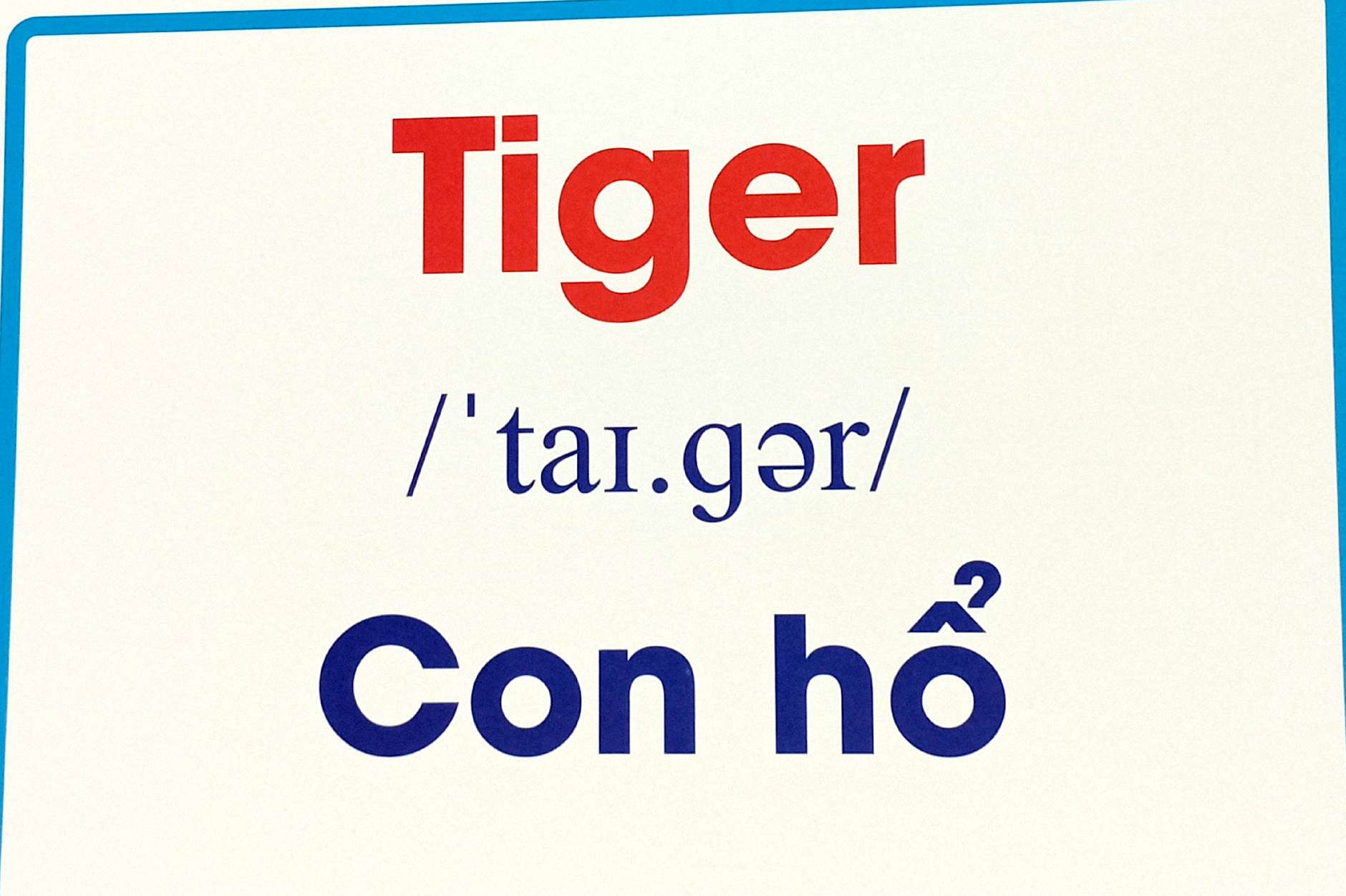 flashcard động vật hoang dã - wild animals