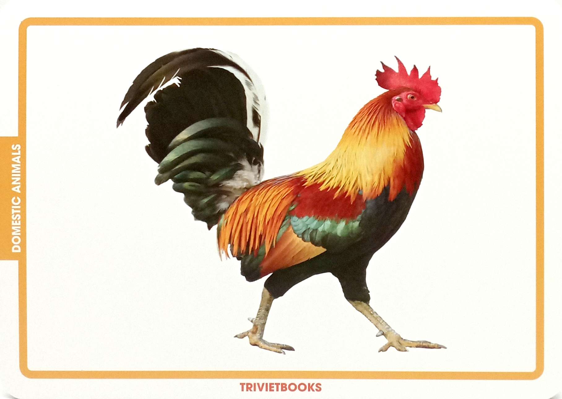 flashcard động vật nuôi - domestic animals