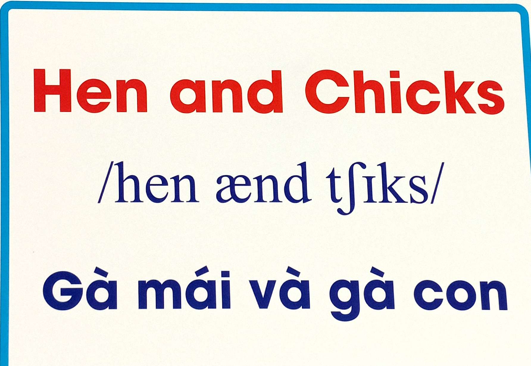 flashcard động vật nuôi - domestic animals