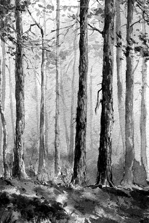 forest bathing: the rejuvenating practice of shinrin yoku