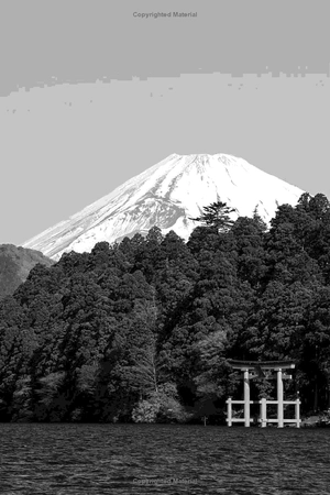 forest bathing: the rejuvenating practice of shinrin yoku