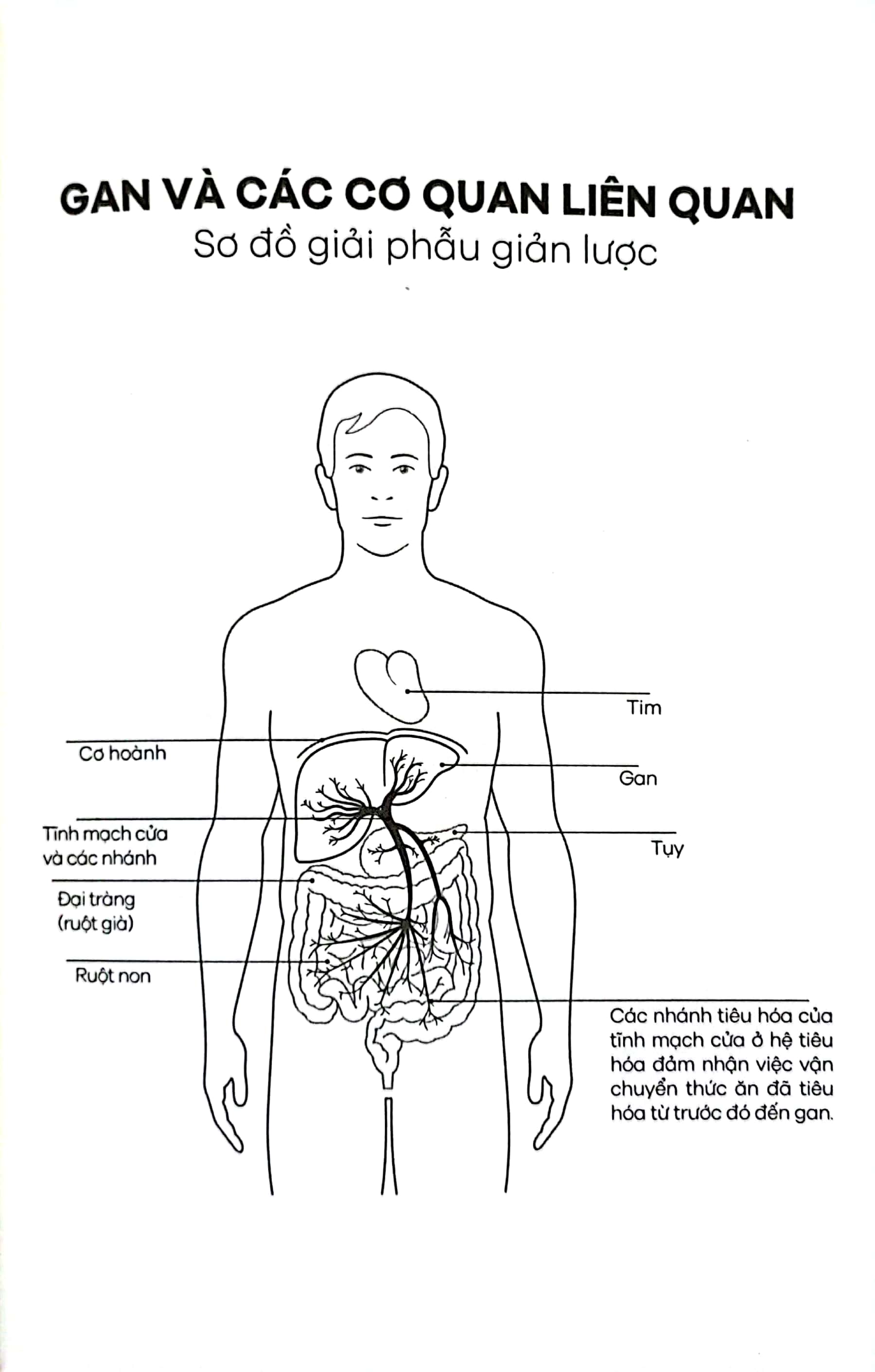 gan ơi là gan - người hùng thầm lặng trong cơ thể giúp chúng ta sống lâu và khỏe mạnh