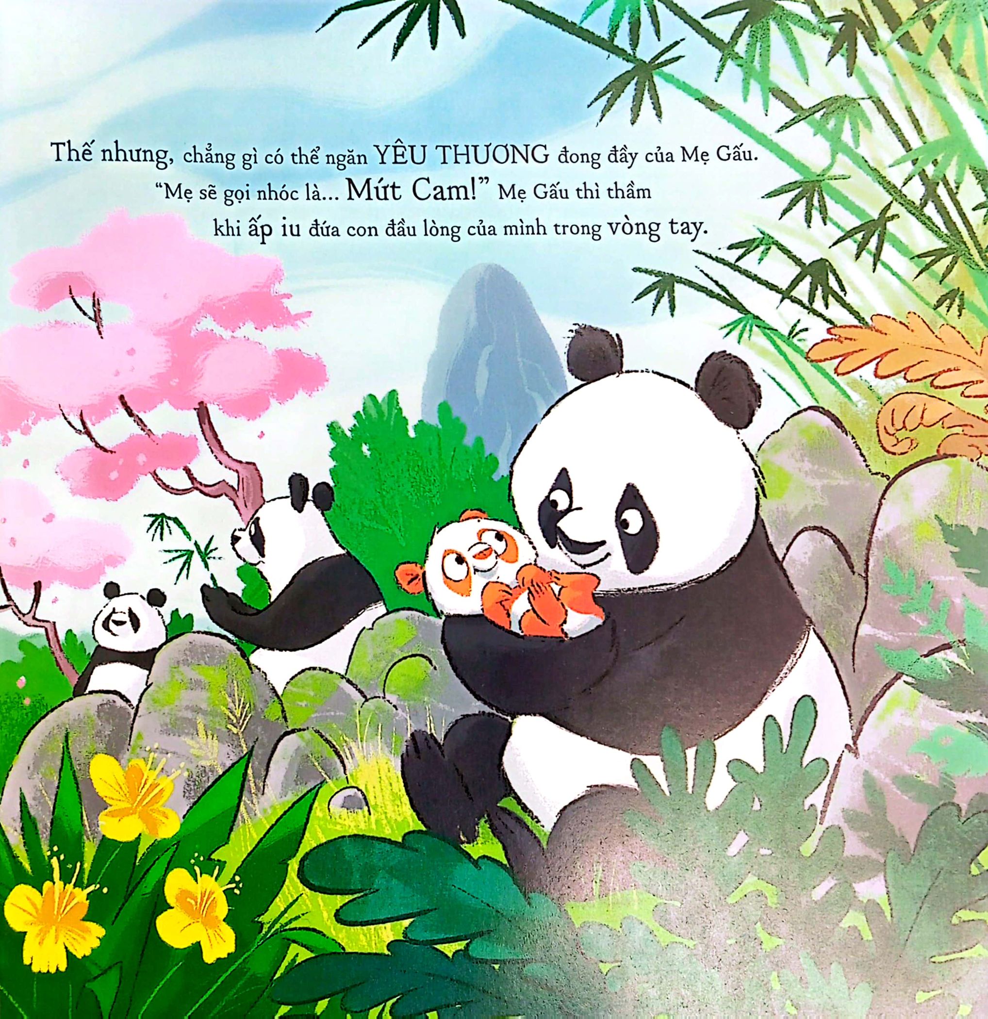 gấu trúc mứt cam