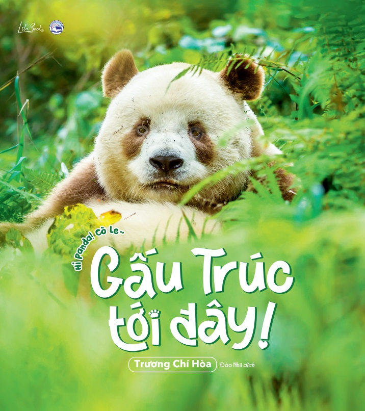 gấu trúc tới đây! - hi panda! cò le~ - tặng kèm 1 khung ảnh + 4 postcard hai mặt + 1 sticker gia tộc gấu trúc