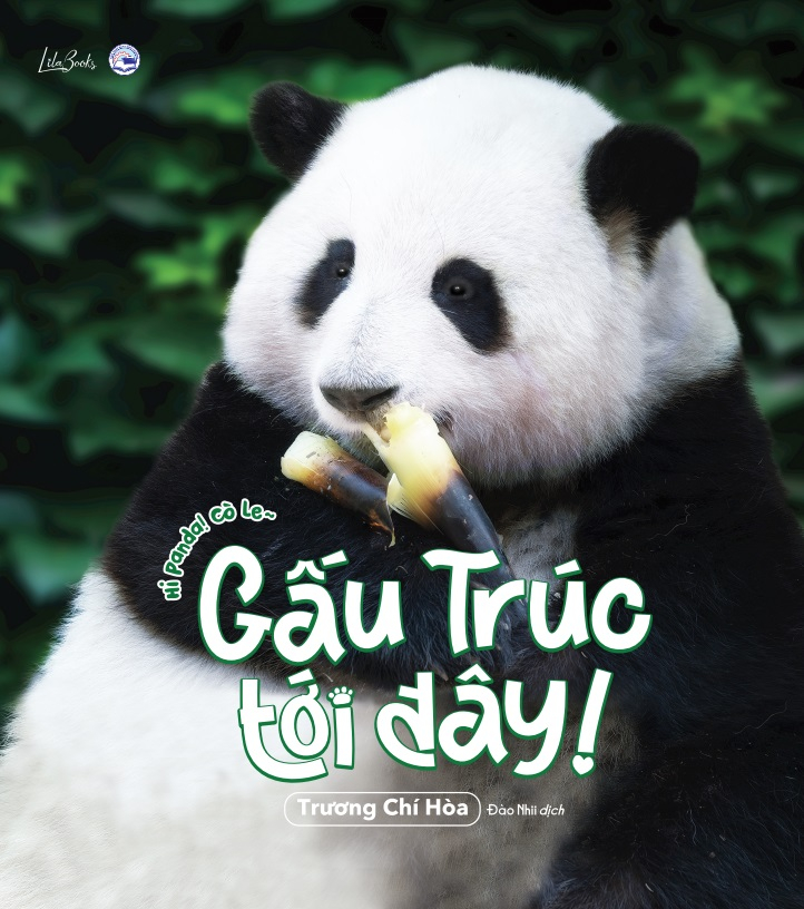 gấu trúc tới đây! - hi panda! cò le~ - tặng kèm 1 khung ảnh + 4 postcard hai mặt + 1 sticker gia tộc gấu trúc