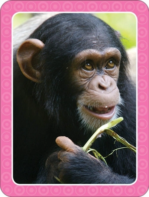 get set go: flashcards - animals