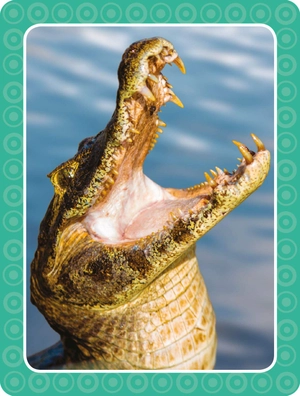 get set go: flashcards - animals