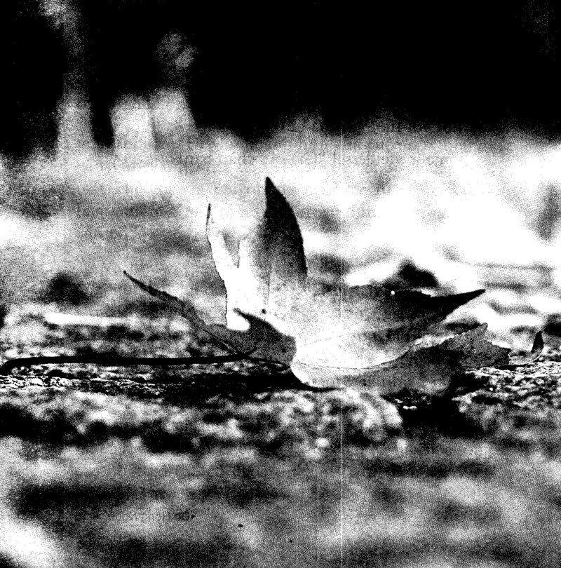 già ơi...chào bạn!