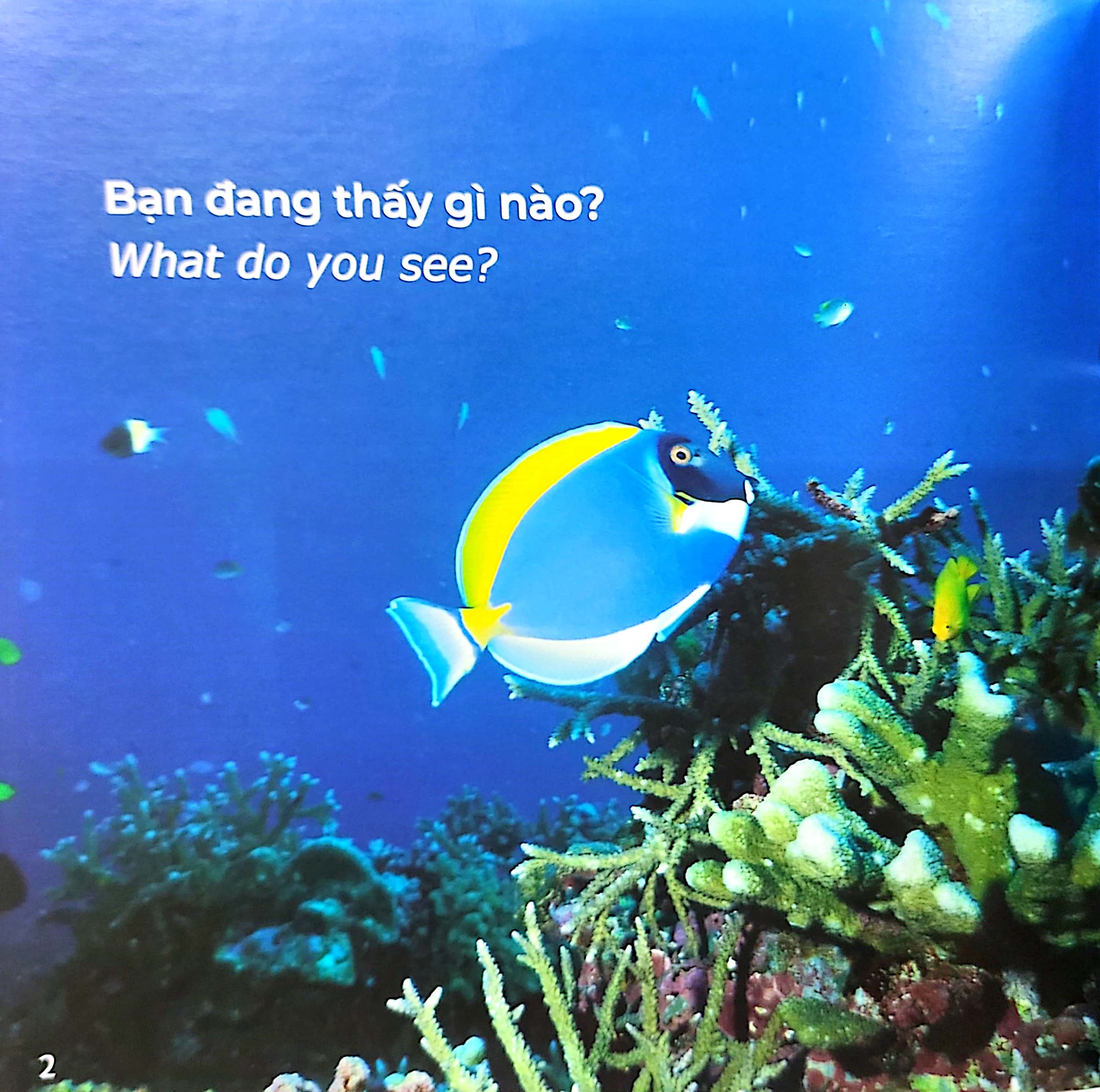 gõ cửa thiên nhiên - bài ca biển cả - học đếm - the song from the sea