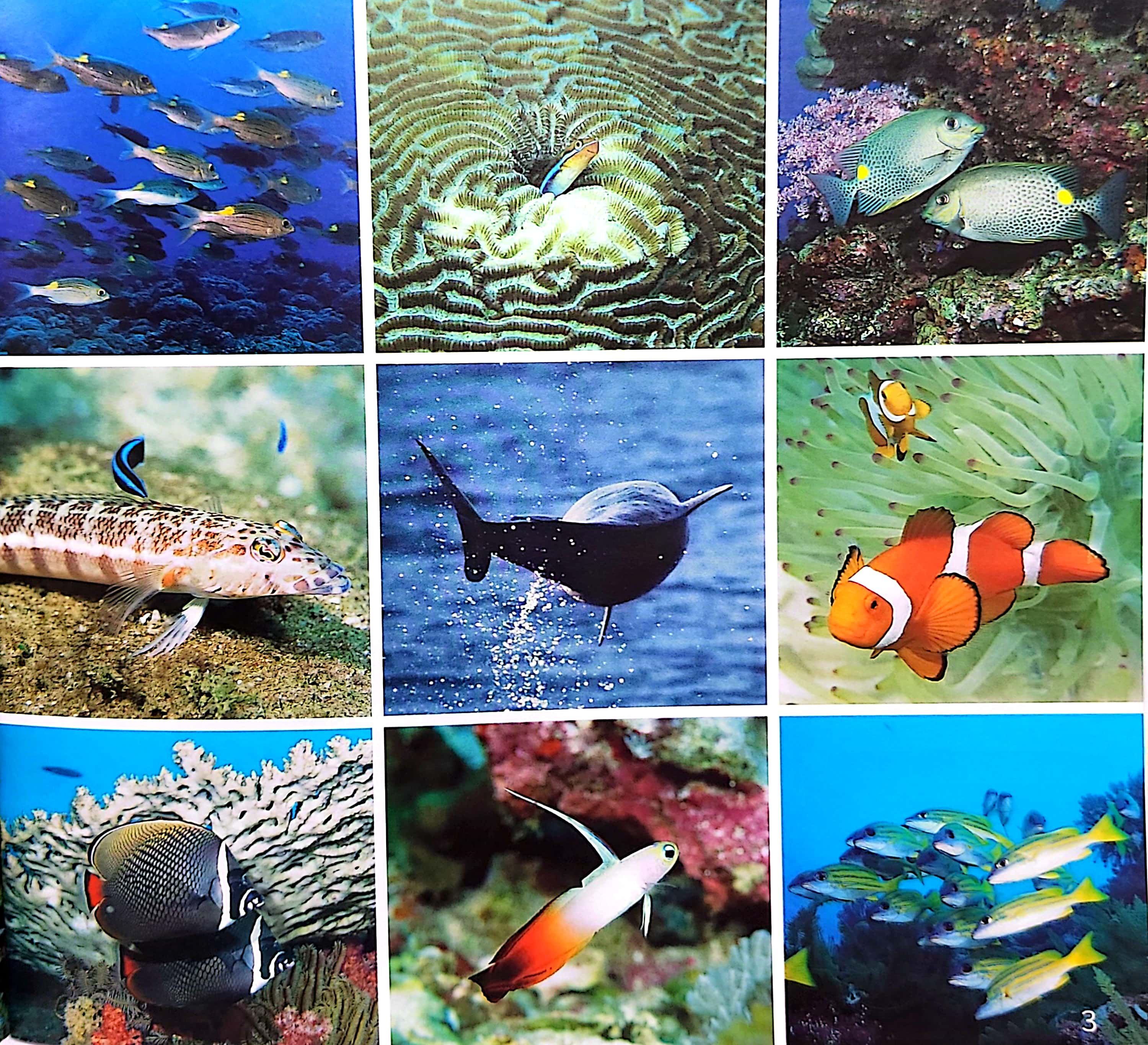 gõ cửa thiên nhiên - bài ca biển cả - học đếm - the song from the sea