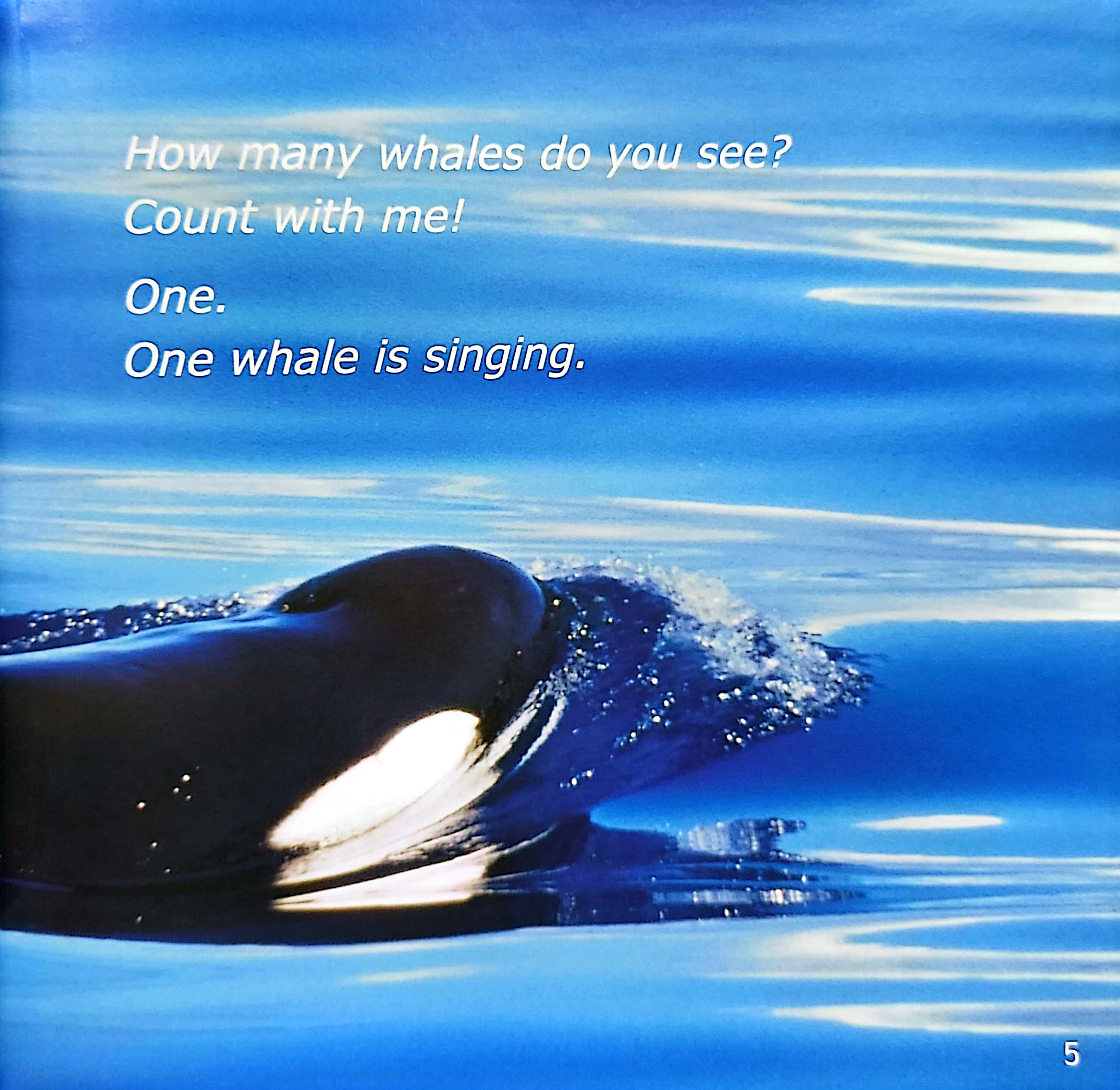 gõ cửa thiên nhiên - bài ca biển cả - học đếm - the song from the sea