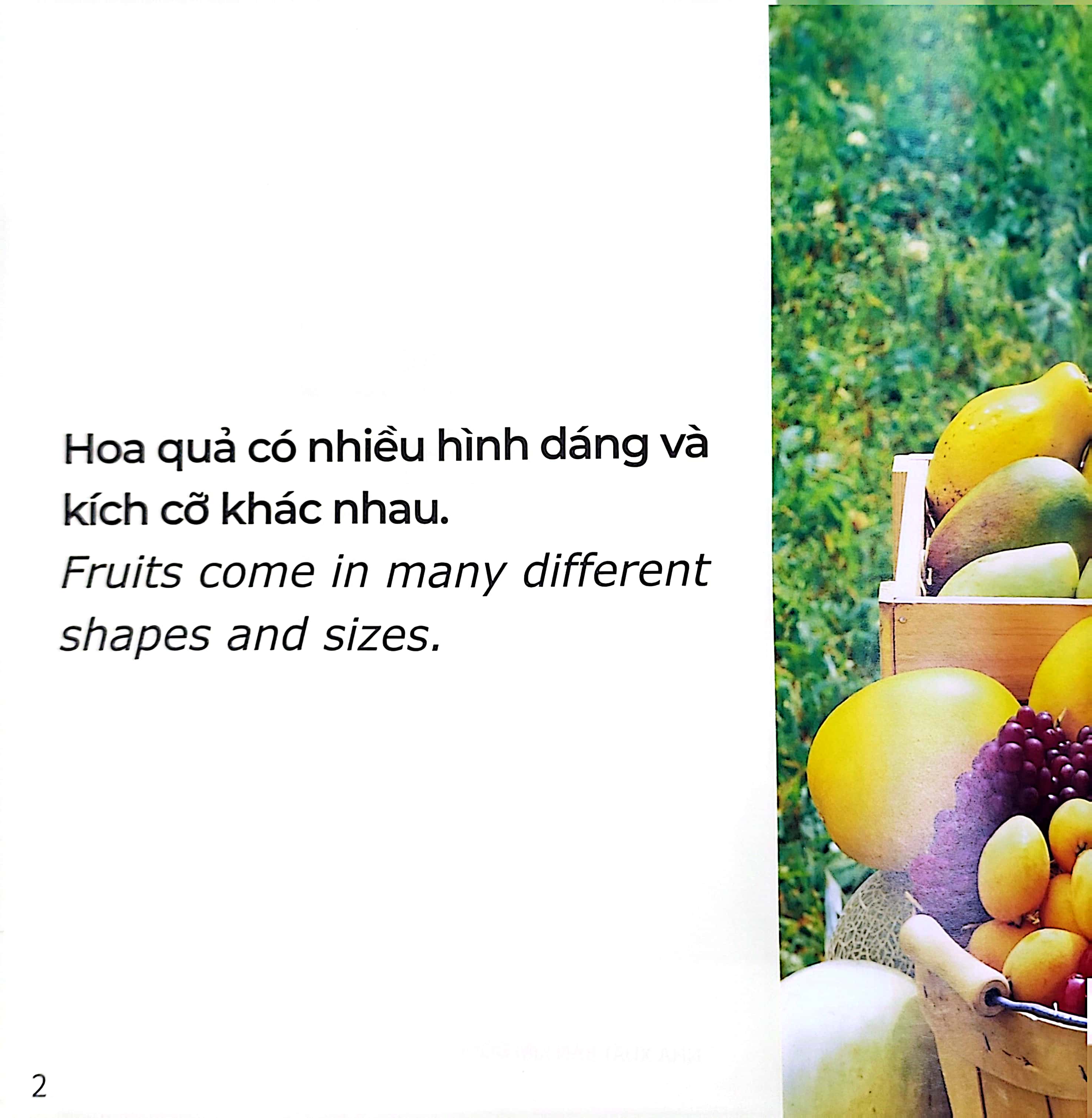 gõ cửa thiên nhiên - hoa quả thật thú vị - rèn trí tưởng tượng - fruits are interesting