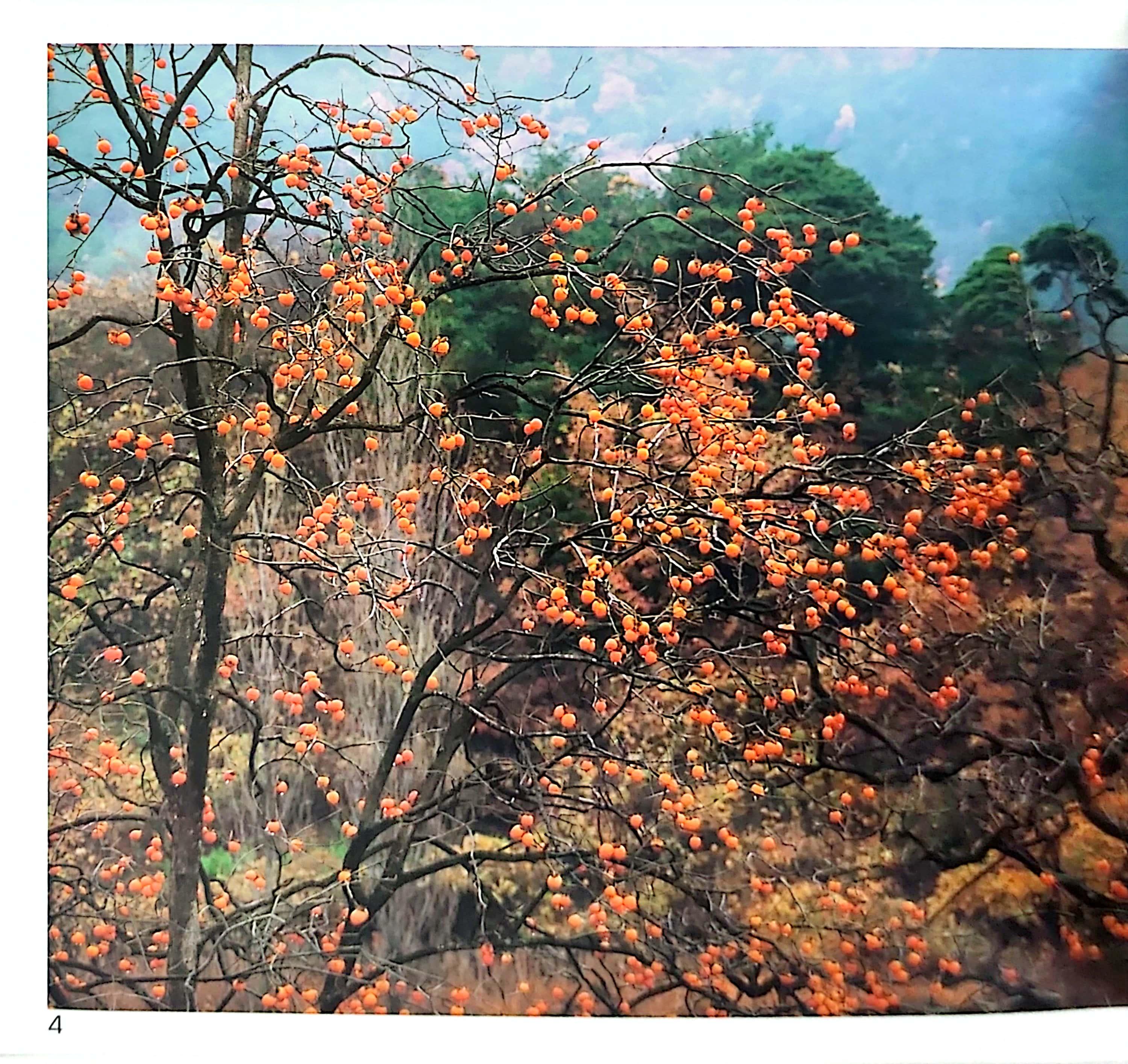 gõ cửa thiên nhiên - hoa quả thật thú vị - rèn trí tưởng tượng - fruits are interesting