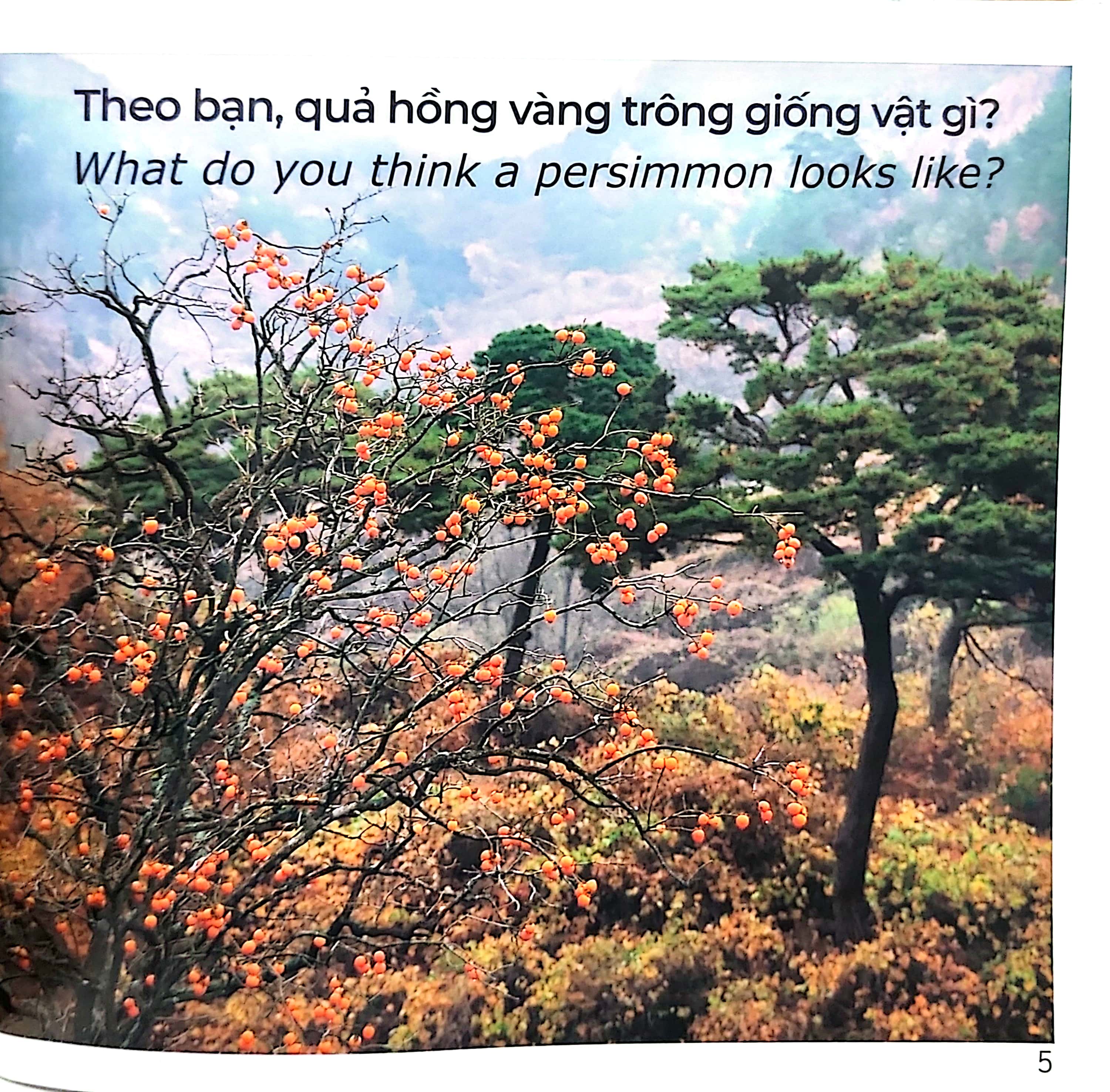 gõ cửa thiên nhiên - hoa quả thật thú vị - rèn trí tưởng tượng - fruits are interesting