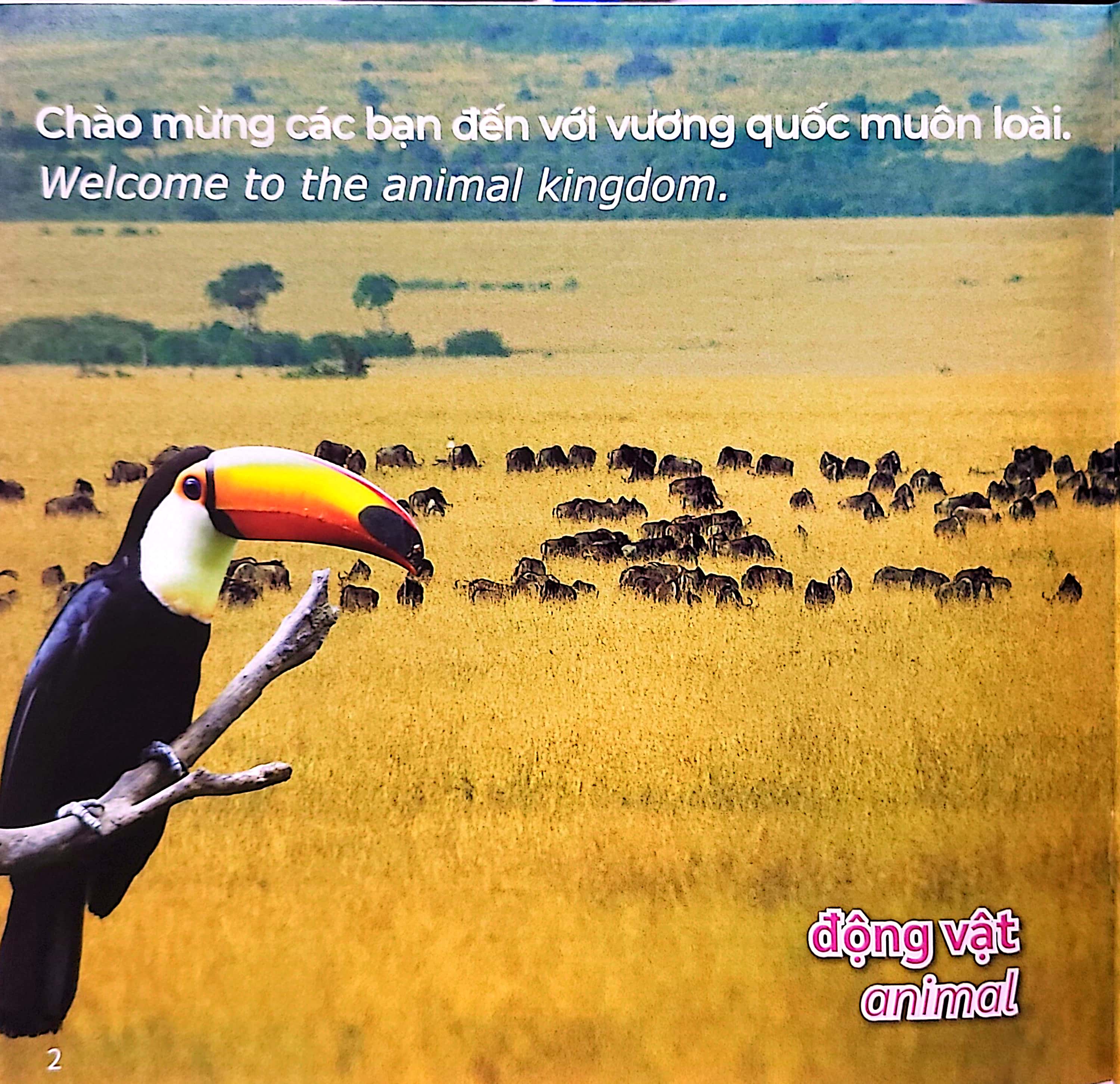 gõ cửa thiên nhiên - loài nào cũng có cái nhất - đặc điểm - animal champions