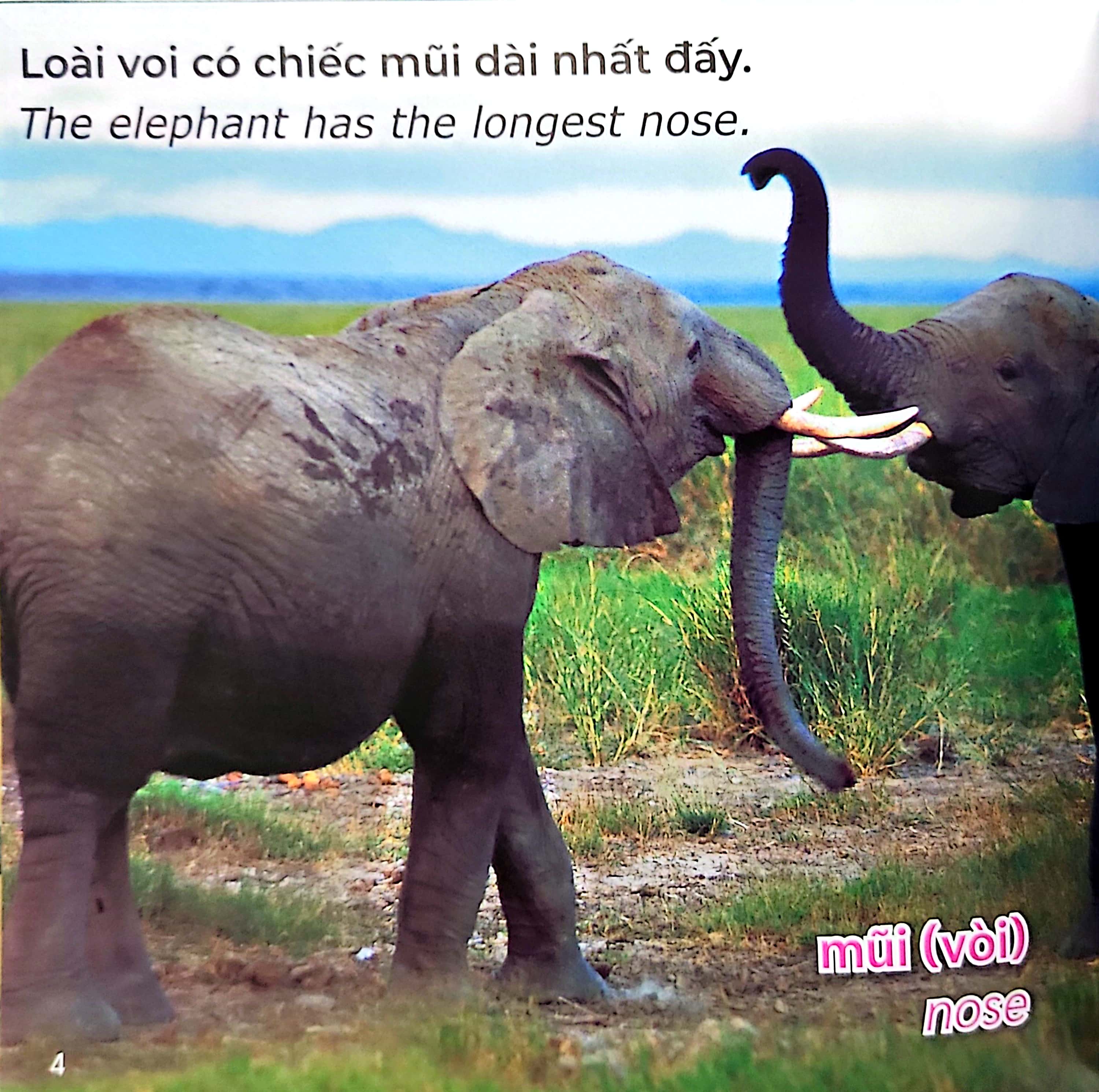 gõ cửa thiên nhiên - loài nào cũng có cái nhất - đặc điểm - animal champions