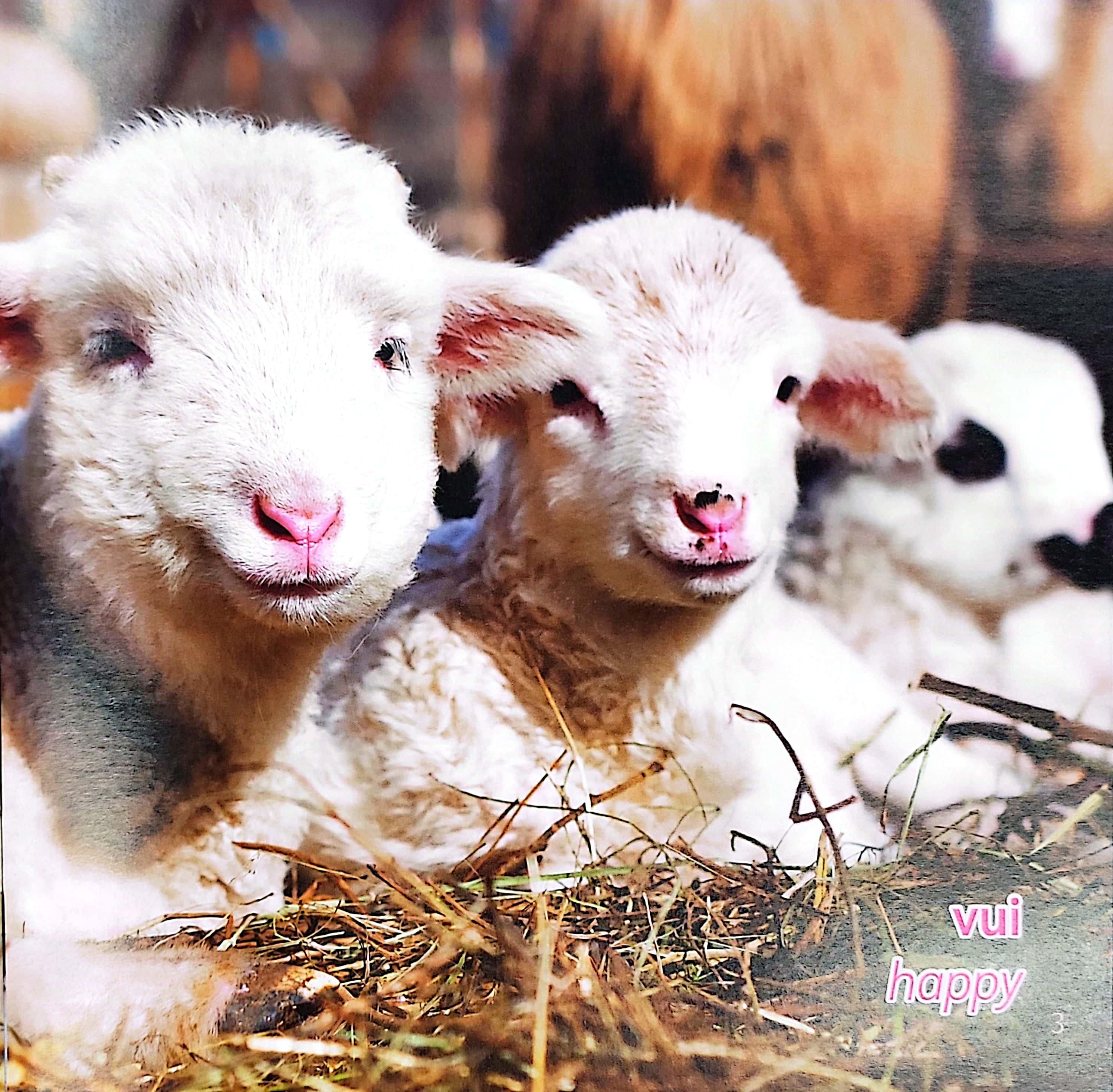 gõ cửa thiên nhiên - những gương mặt xinh - cảm xúc - faces