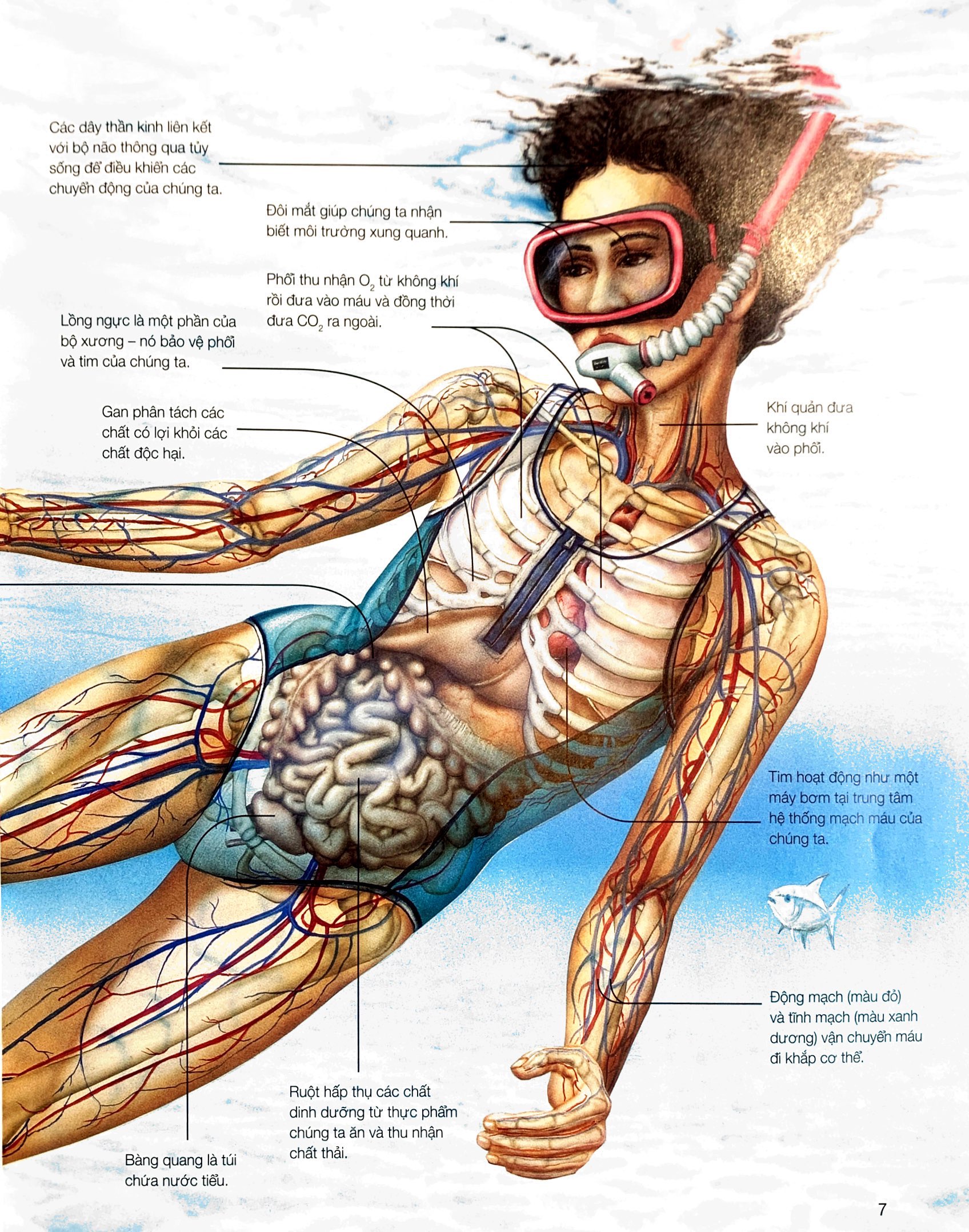 hành trình khám phá - cơ thể người - bìa cứng