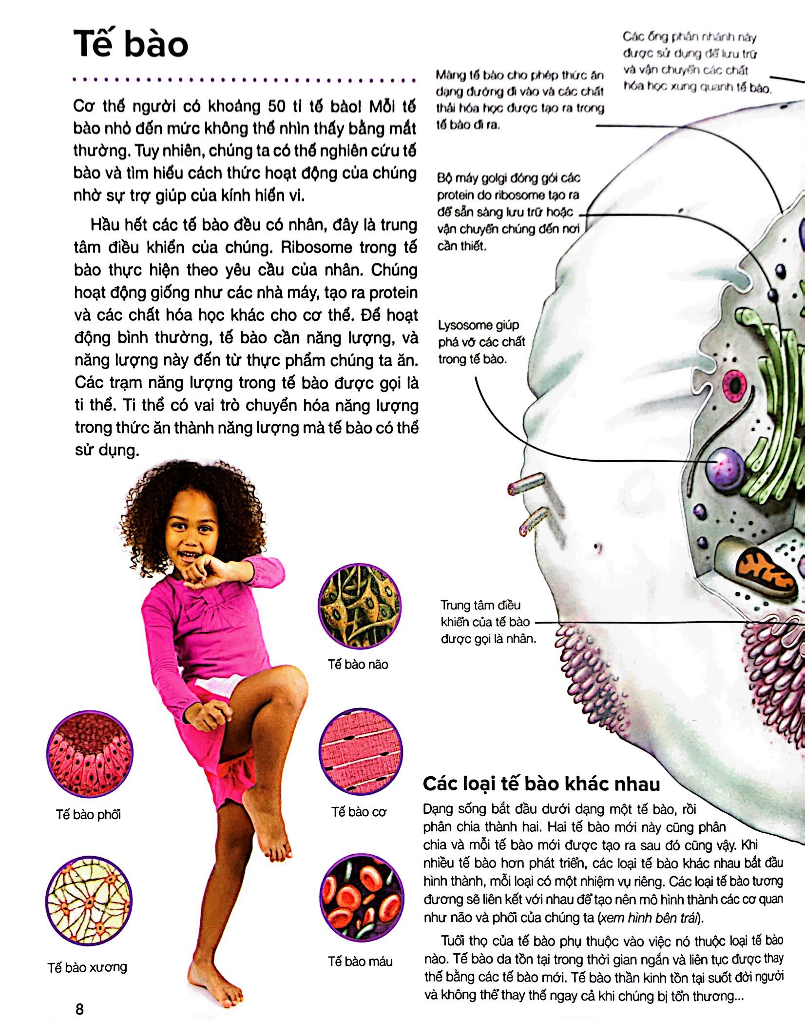 hành trình khám phá - cơ thể người - bìa cứng